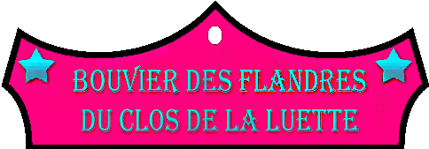 SITE WEB ELEVAGE DU CLOS DE LA LUETTE SPECIALISE POUR LE BOUVIER DES FLANDRES © COPYRIGHT DEPOSE